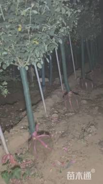 高度350厘米丛生红叶石楠