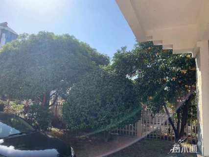 冠幅300厘米茶花球