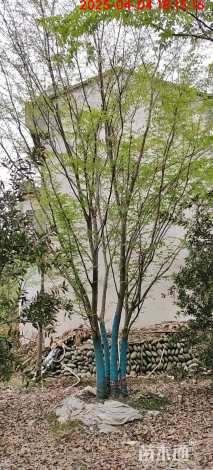 高度700厘米(4杆)丛生红