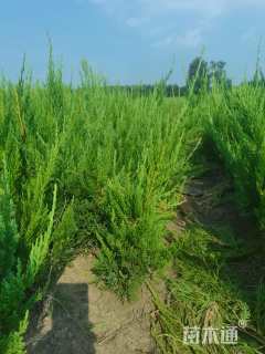 高度40厘米小龙柏