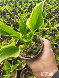 高度10厘米金边玉簪