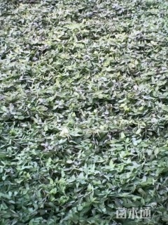 高度30厘米水禾