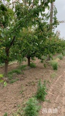 20公分杏树