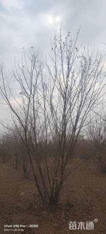 高度600厘米丛生五角枫