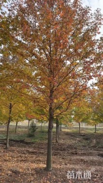 15公分北美枫香