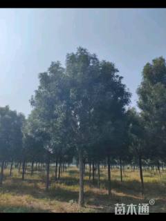 15公分秋紫白蜡