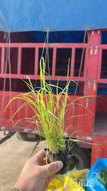 高度60厘米芦苇