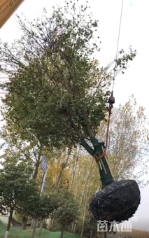 26公分木瓜海棠