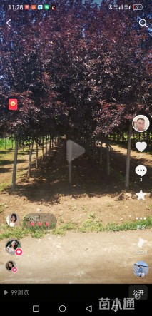 10公分紫叶稠李