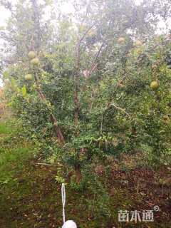 高度350厘米石榴