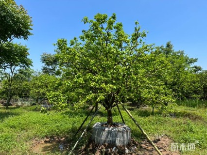 15公分(5杆)丛生香橼