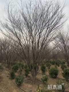 8公分(6杆)丛生榉树