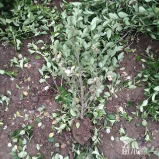 60厘米大叶扶芳藤