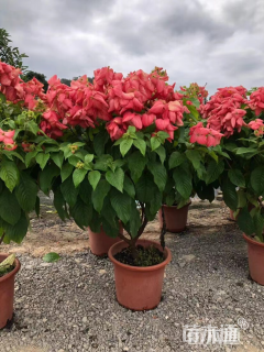 高度15厘米粉叶金花