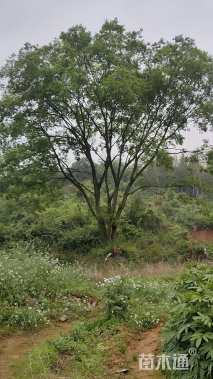 120公分朴树