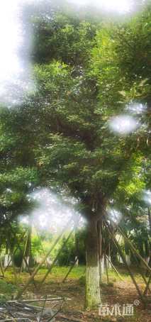 35公分鸡冠刺桐