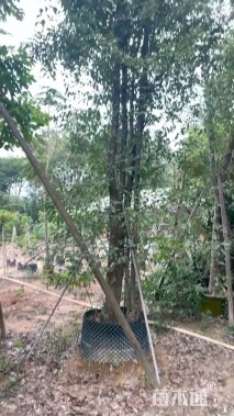 30公分丛生香樟