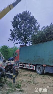 16公分绚丽海棠