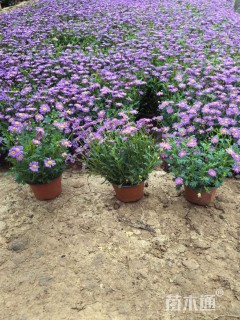 高度15厘米姬小菊