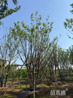 高度800厘米丛生五角枫