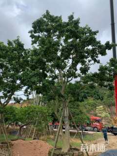 10公分红果冬青