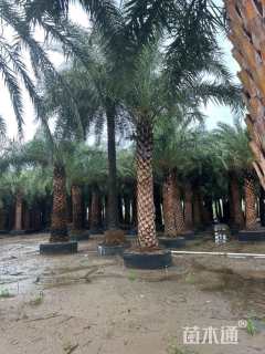 裸干高600厘米银海枣