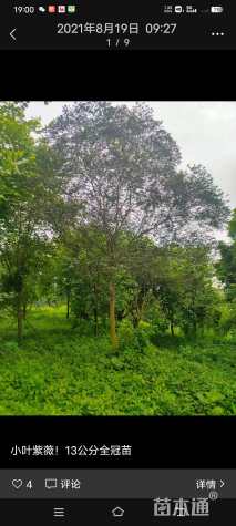 13公分小叶紫薇