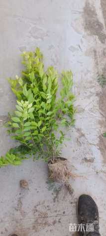 高度35厘米金叶女贞