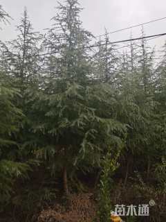 高度500厘米雪松