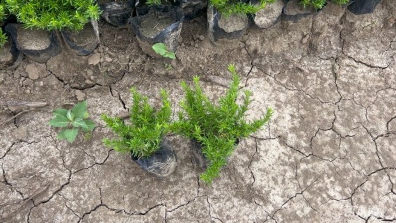 高度10厘米芝樱