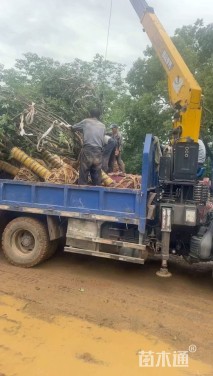 14公分染井吉野樱