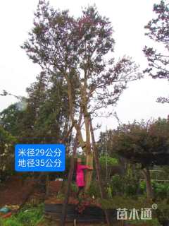 29公分紫薇