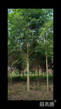 15公分乐昌含笑