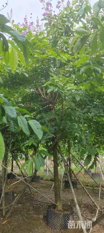 11公分大叶紫薇