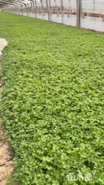 高度14厘米连线草