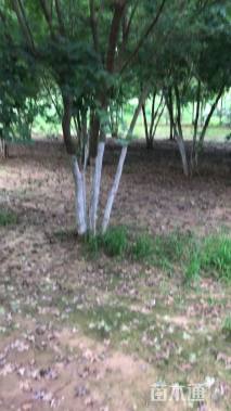 高度700厘米丛生五角枫