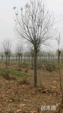 15公分金叶白蜡