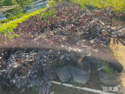 高度35厘米红花继木