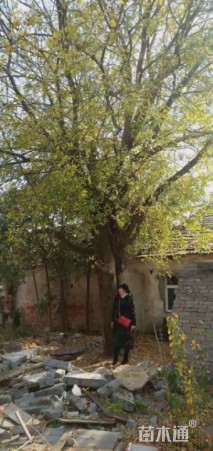 52公分朴树