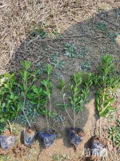 高度45厘米海桐