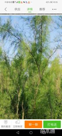 高度200厘米柽柳