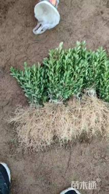 高度10厘米小叶黄杨