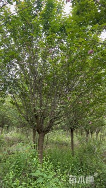 12公分日本晚樱