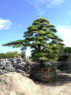 33公分造型日本罗汉松