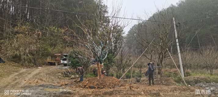 高度600厘米大红紫薇