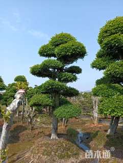 24公分造型榔榆