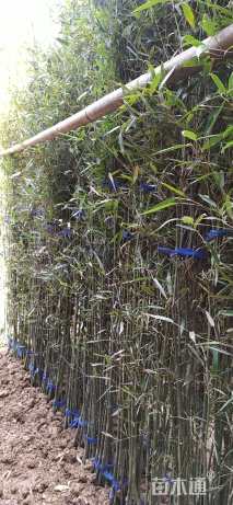 地栽苗青皮竹