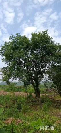 30公分多杆朴树