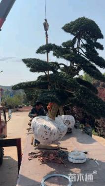 移栽苗造型罗汉松