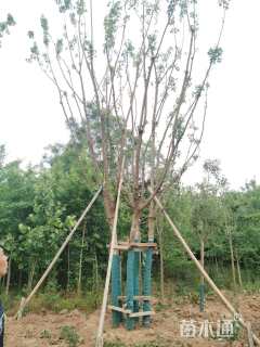 高度7000厘米丛生五角枫